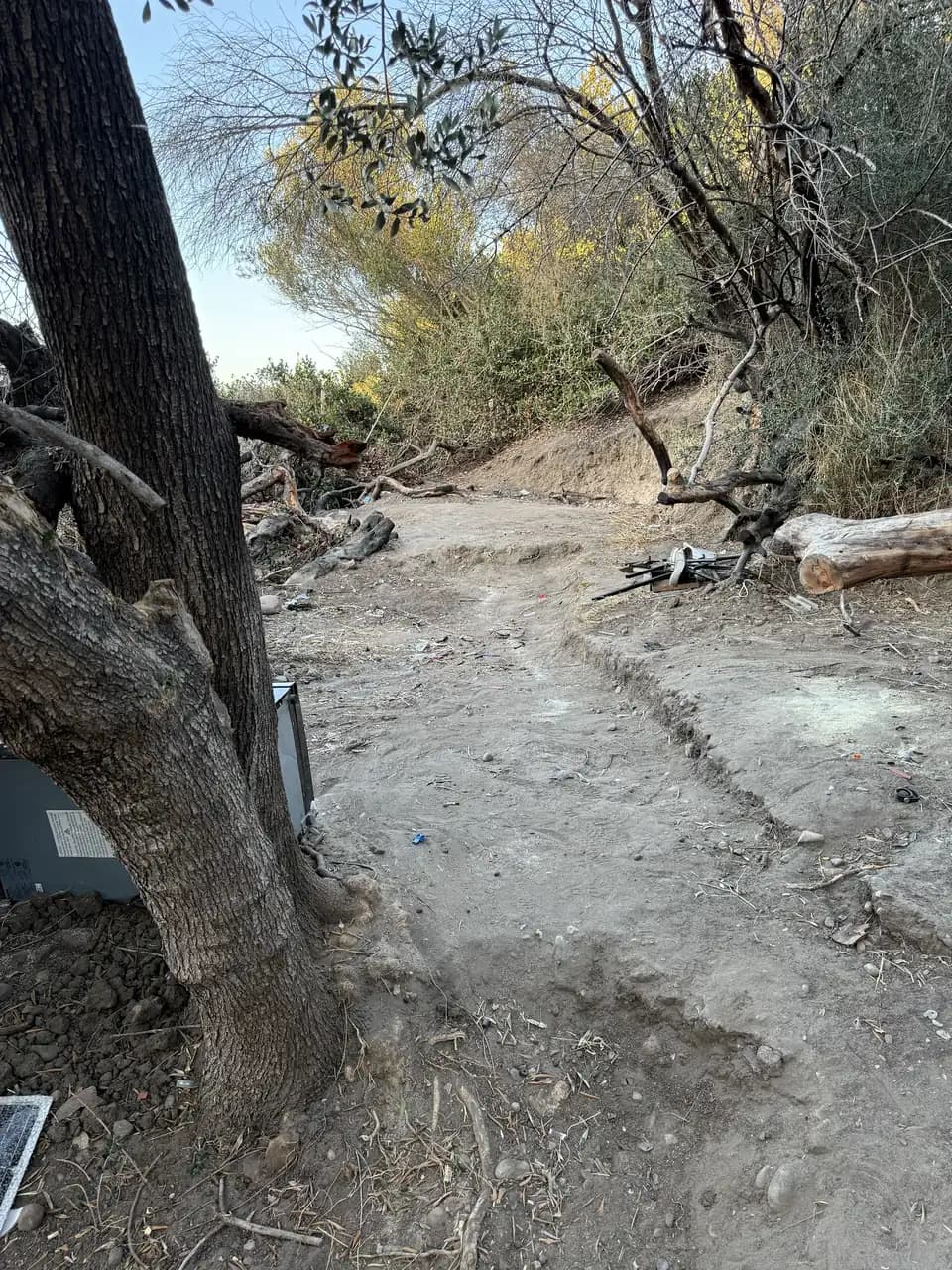 Path through trees cleared of brush and fallen branches